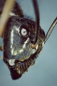 Close-up of insect