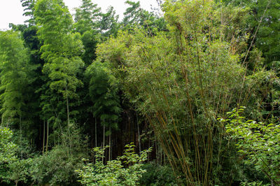 View of trees in forest