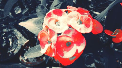 Close-up of red flowers