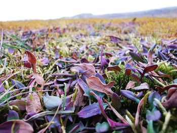 Close-up of dry leaves on field