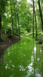 Scenic view of forest