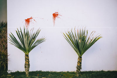 Plants growing on field against sky