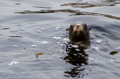 Close-up of sea lion swimming in water