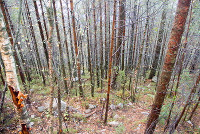 Trees in forest