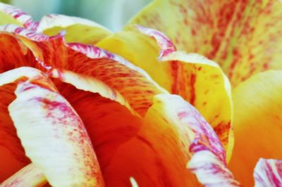 Close-up of orange