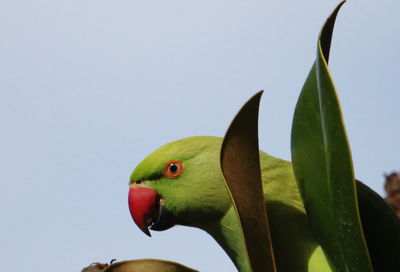 Close-up of a bird
