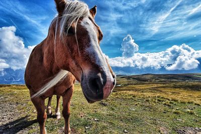 Close-up of a horse on field