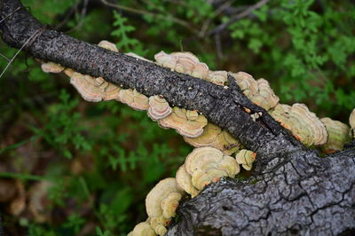 Close-up of mushrooms growing on tree trunk