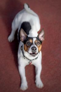 Portrait of puppy