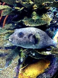 Close-up of fish swimming in sea