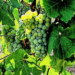 Grapes growing in vineyard