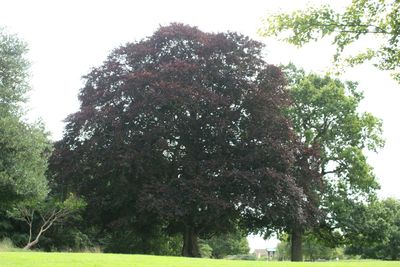Trees growing in park