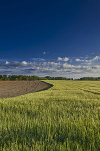 Scenic view of agricultural field against sky