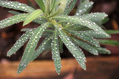 Close-up of wet plant leaves