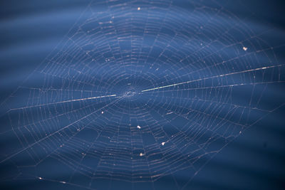 Close-up of spider web