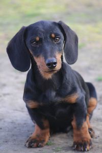 Close-up of dachshund sitting on field