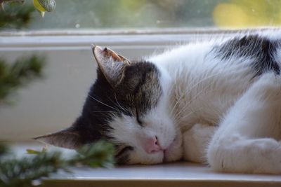 Close-up of cat sleeping