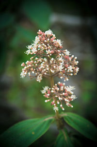 Close-up of fresh flowers blooming outdoors