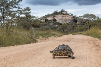 View of an animal on road