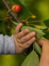 Close-up of hand holding fruit