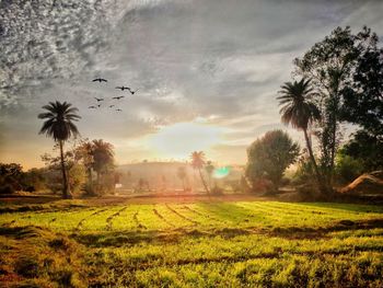 View of palm trees on field against sky