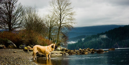 Side view of dog standing by river