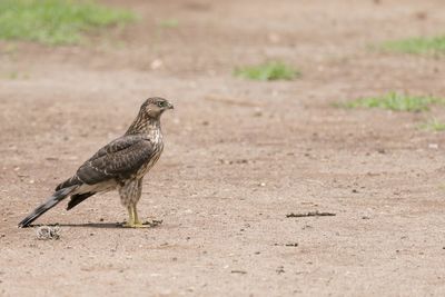 View of bird on field