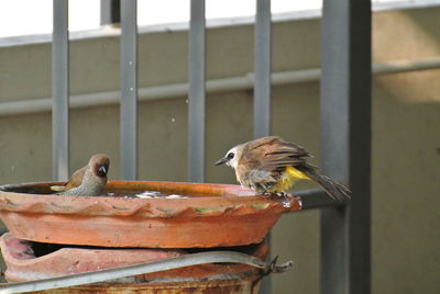 Close-up of birds perching on metal fence