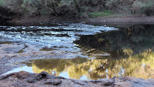 Reflection of trees in water