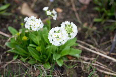 Close-up of white flowers blooming outdoors