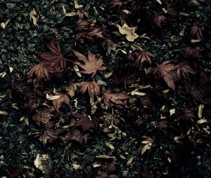 Leaves on ground