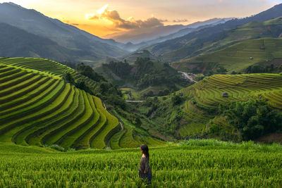 Scenic view of rice field against sky during sunset