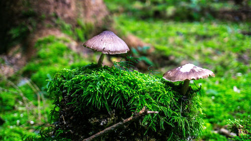 Close-up of mushroom growing on field