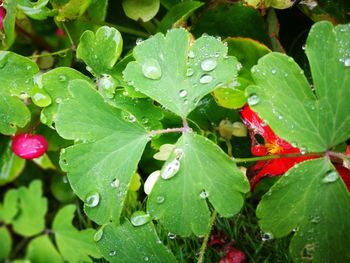 Close-up of raindrops on leaves