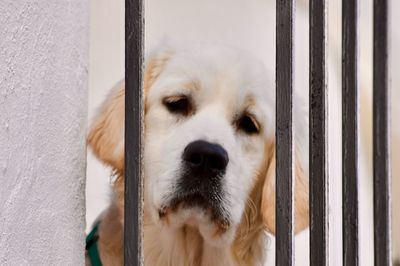 Close-up portrait of dog