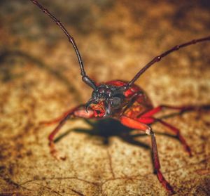 Close-up of insect