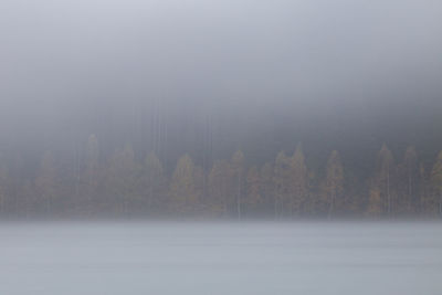 Scenic view of forest against sky during winter