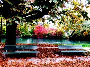 Trees by lake in park during autumn