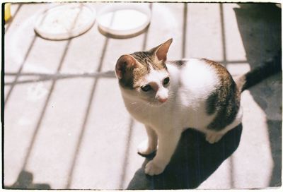 Cat sitting on footpath