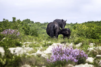 View of an animal on field