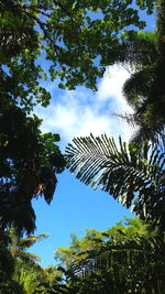 Low angle view of trees against sky