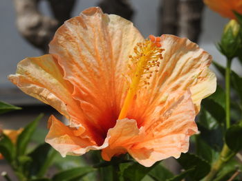 Close-up of orange lily blooming outdoors