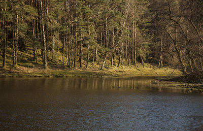 Scenic view of lake in forest