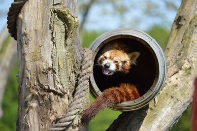 View of an animal on tree trunk