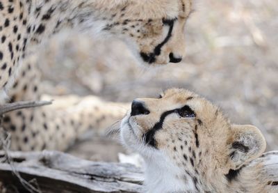 Close-up of cats