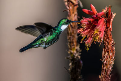 Close-up of bird flying by flower