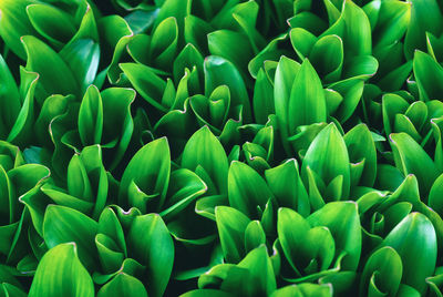 Full frame shot of green plants