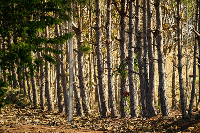 Trees growing on field in forest