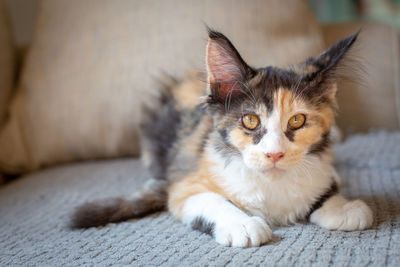 Close-up of a cat