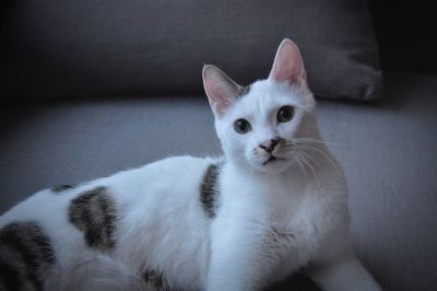 Close-up portrait of cat sitting at home